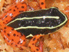 Adelphobates quinquevittatus