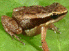 Allobates insperatus