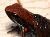 Ameerega altamazonica