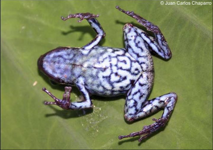 Ameerega shihuemoy Information, photos, call, habitat, eggs, links