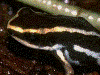 Andinobates claudiae
