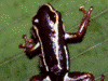 Andinobates claudiae