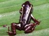 Andinobates claudiae