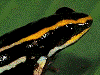 Andinobates claudiae