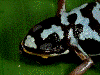 Andinobates claudiae
