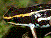 Andinobates claudiae