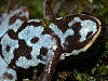 Andinobates claudiae