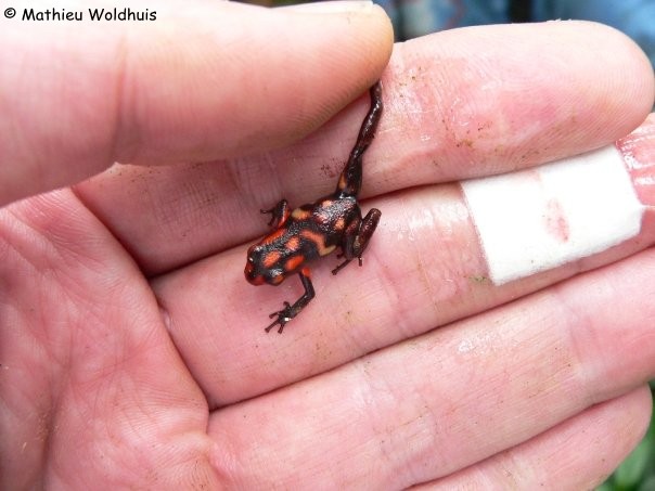 Andinobates dorisswansonae Information, photos, links