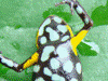 Andinobates sp. Supata