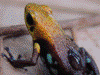 Andinobates sp. Supata