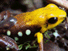 Andinobates sp. Supata