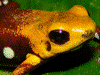 Andinobates sp. Supata