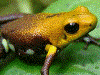 Andinobates sp. Supata