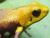 Andinobates sp. Supata