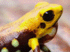 Andinobates sp. Supata