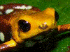 Andinobates sp. Supata