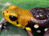 Andinobates sp. Supata
