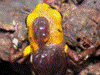 Andinobates sp. Supata