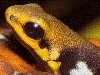 Andinobates sp. Supata