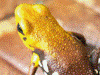 Andinobates sp. Supata