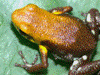 Andinobates sp. Supata