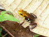 Andinobates sp. Supata