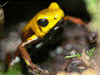Andinobates sp. Supata