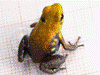 Andinobates sp. Supata