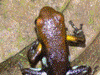 Andinobates sp. Supata