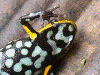 Andinobates sp. Supata