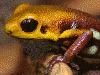 Andinobates sp. Supata