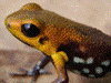 Andinobates sp. Supata