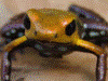 Andinobates sp. Supata