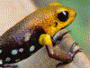 Andinobates sp. Supata