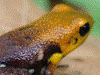 Andinobates sp. Supata