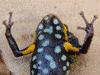 Andinobates sp. Supata