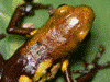 Andinobates sp. Supata