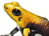 Andinobates sp. Supata