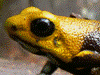 Andinobates sp. Supata