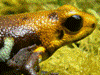 Andinobates sp. Supata