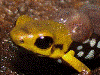 Andinobates sp. Supata