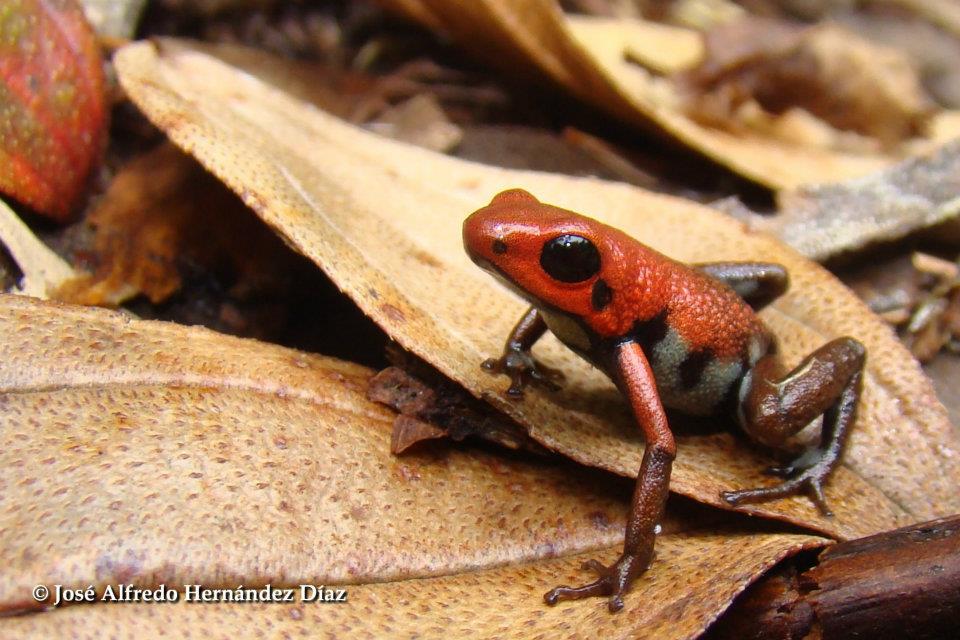 Andinobates virolinensis Information, photos, links