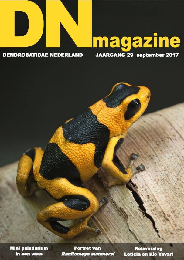 DN-Magazine