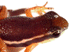 Leucostethus fugax