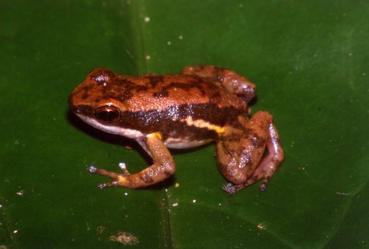Colostethus panamensis Information, photos, habitat, links