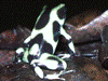 Dendrobates auratus