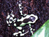 Dendrobates auratus