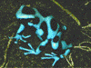 Dendrobates auratus