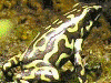 Dendrobates auratus