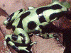 Dendrobates auratus